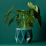 Medium POTR Pot - Dark Teal
