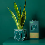 Medium POTR Pot - Dark Teal
