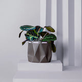 Medium POTR Pot - Slate