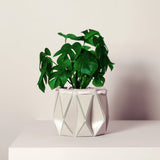 Medium POTR Pot - Ivory