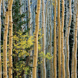 Arizona Highways Hiking Guide