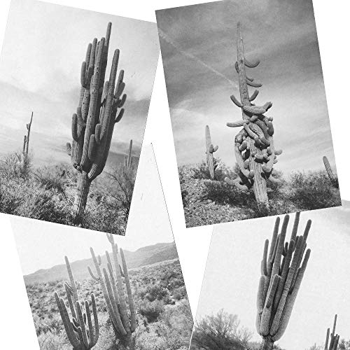 Saguaro Cactus Postcard Set