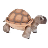 Desert Tortoise